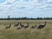 Emus