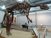 Muttaburrasaurus