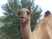 Camel