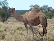 Camel