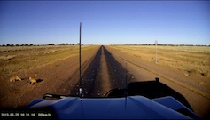 Dashcam, Feral cats