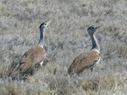 Bustards