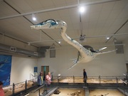 Pilosaur