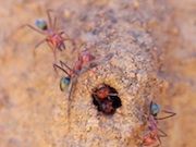 Ant