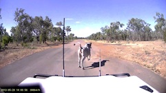 Cow near miss