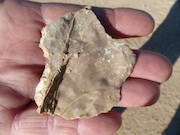 Fossil found