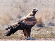 Eagle