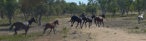 Wild Horses