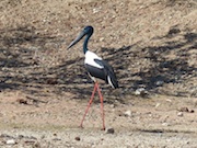 Kakadu Stork