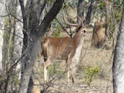 Sambar