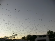 The Birds