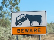 Cows Eat Cars