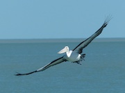 pelican