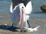 pelican