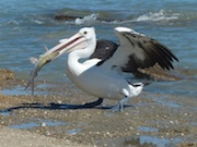 pelican