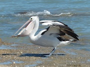 pelican