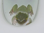 Toilet Frog