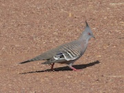 spinifex Pidgeon