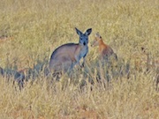 HDR Kangaroos