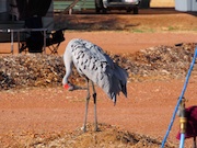 Brolga