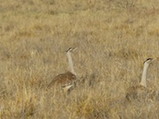 Bustards