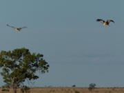 Bustards