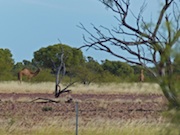 Camels