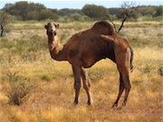 camel