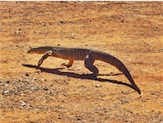 Mertin's Water Goanna