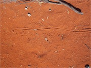 goanna track