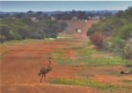 emu