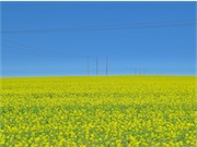 canola