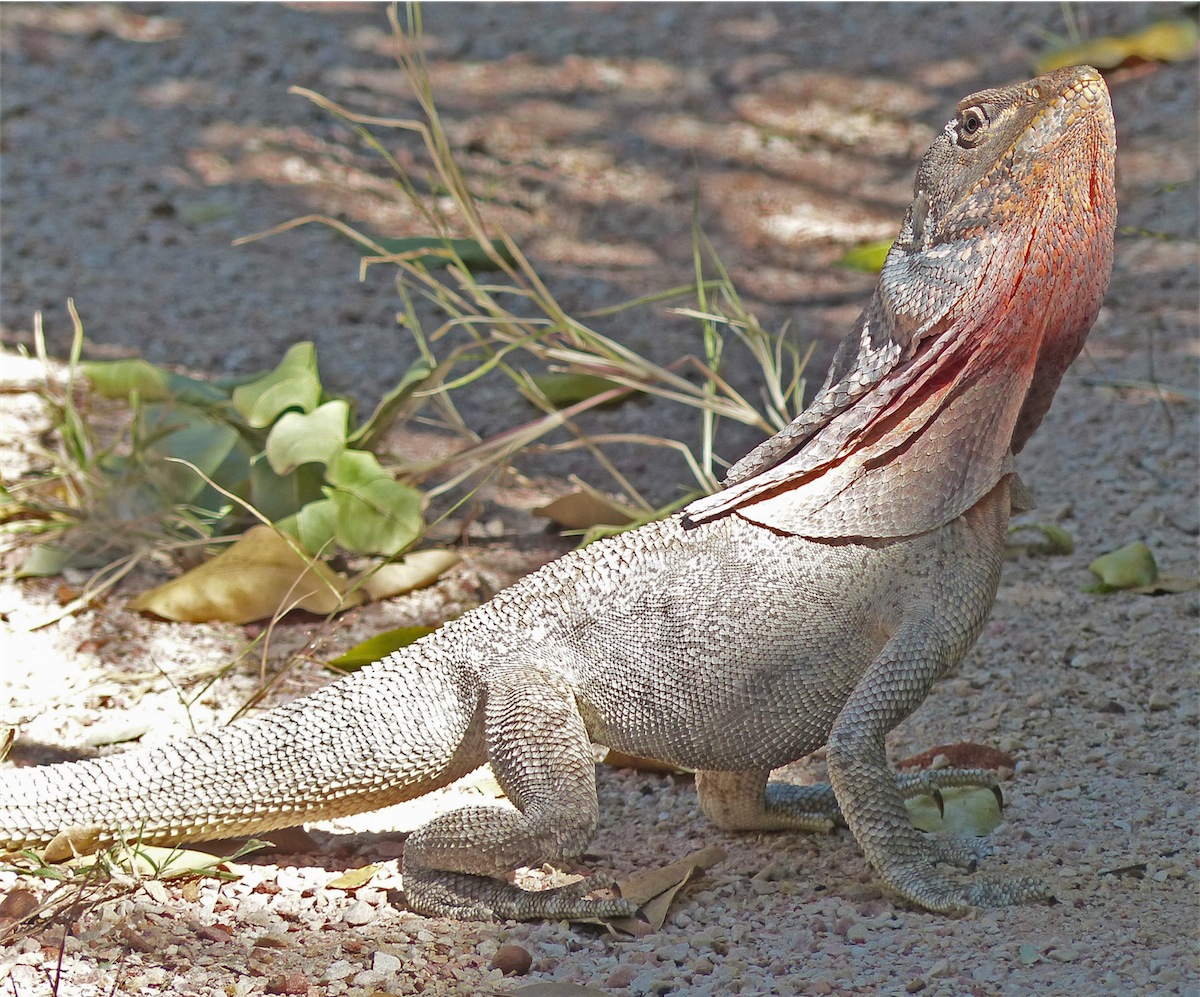 lizard