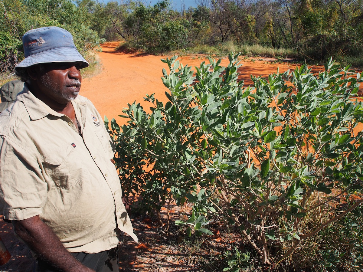 bush tucker