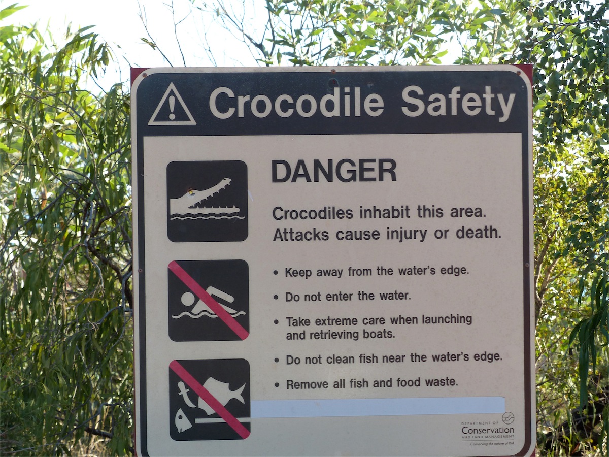 crocodile