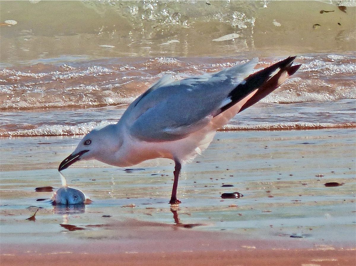 fish