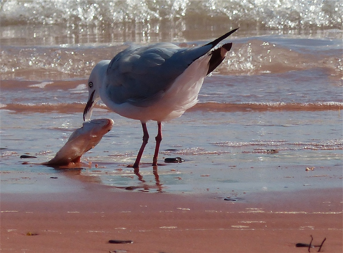 seagull