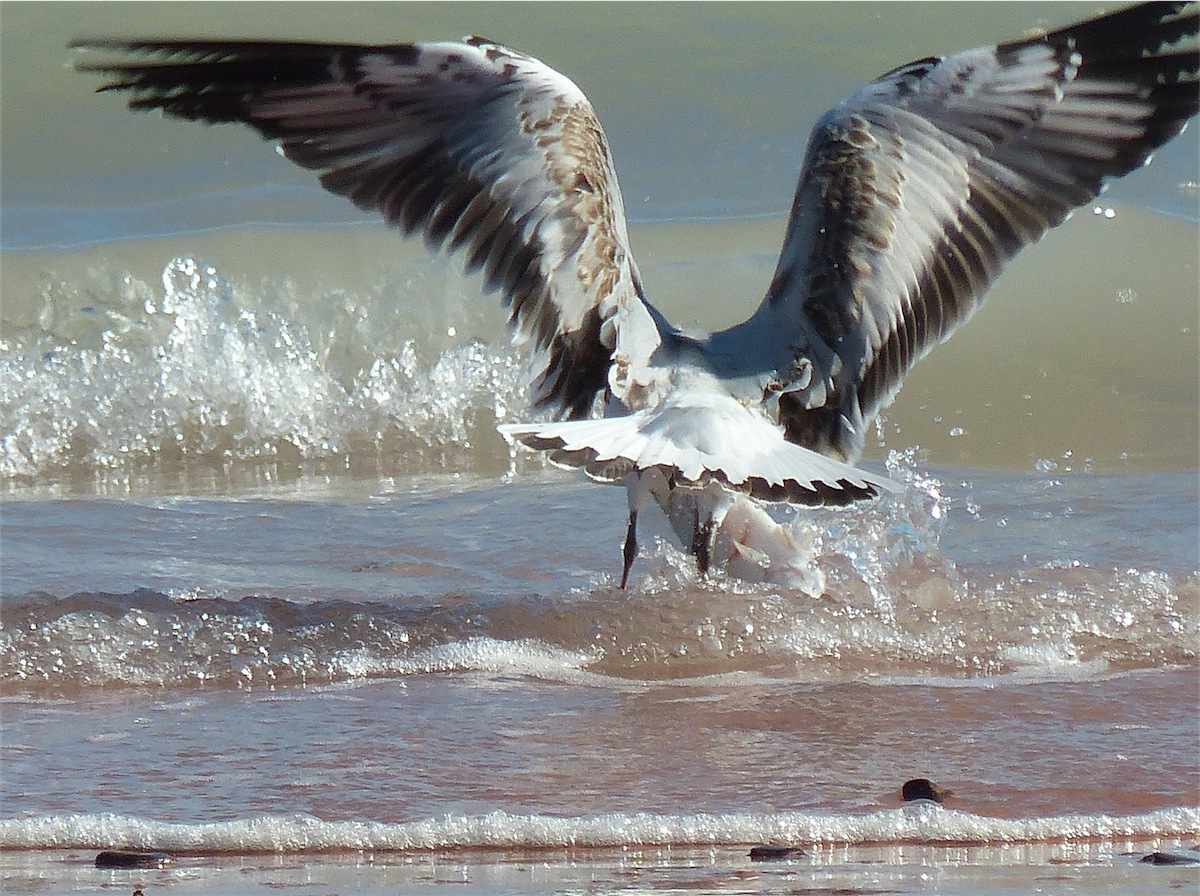 seagull