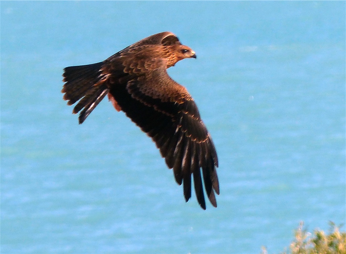 kite