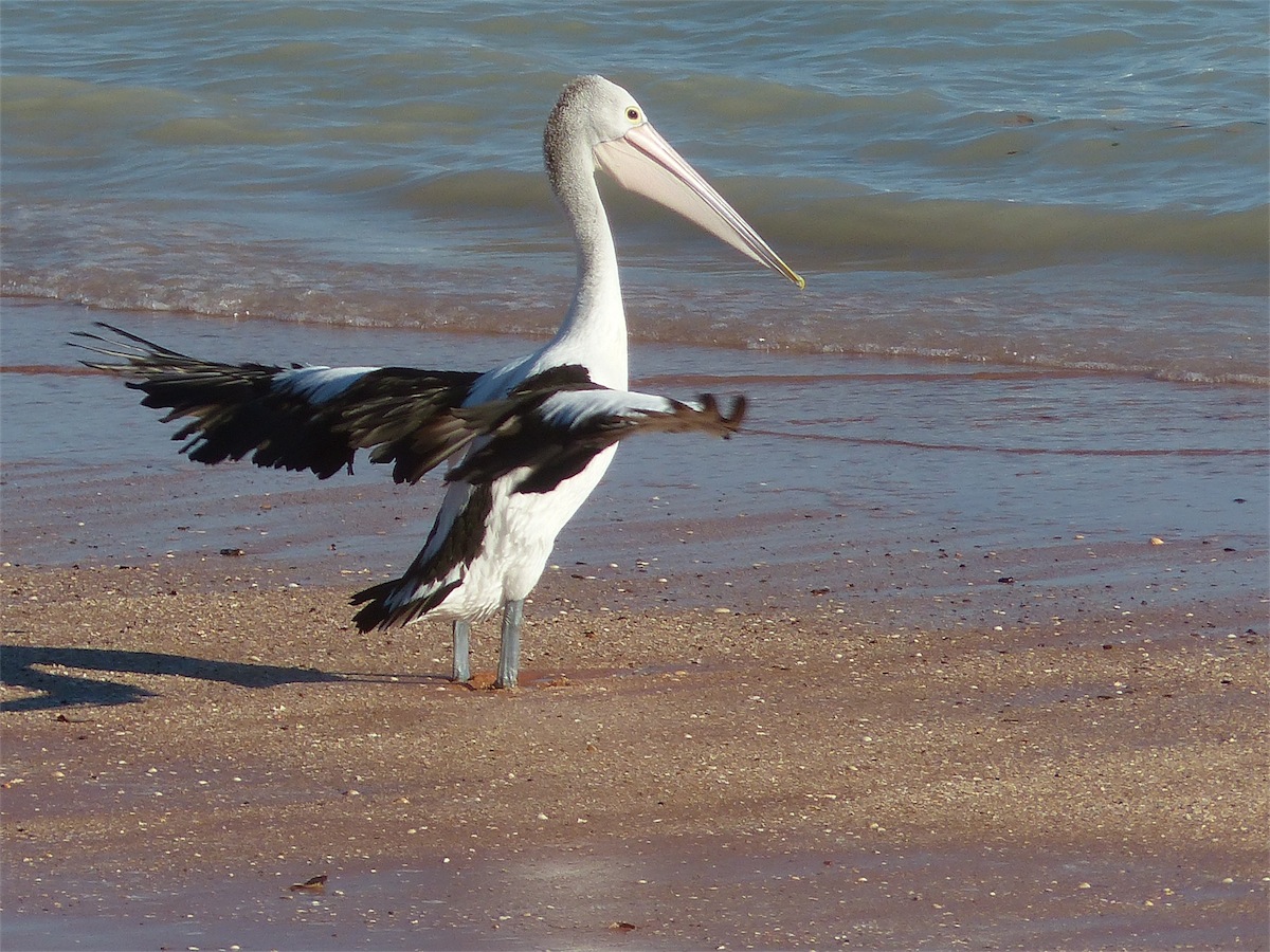pelican