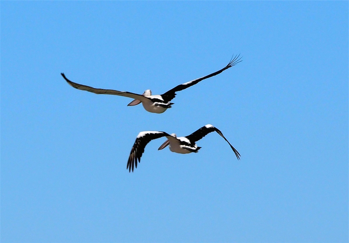 pelican