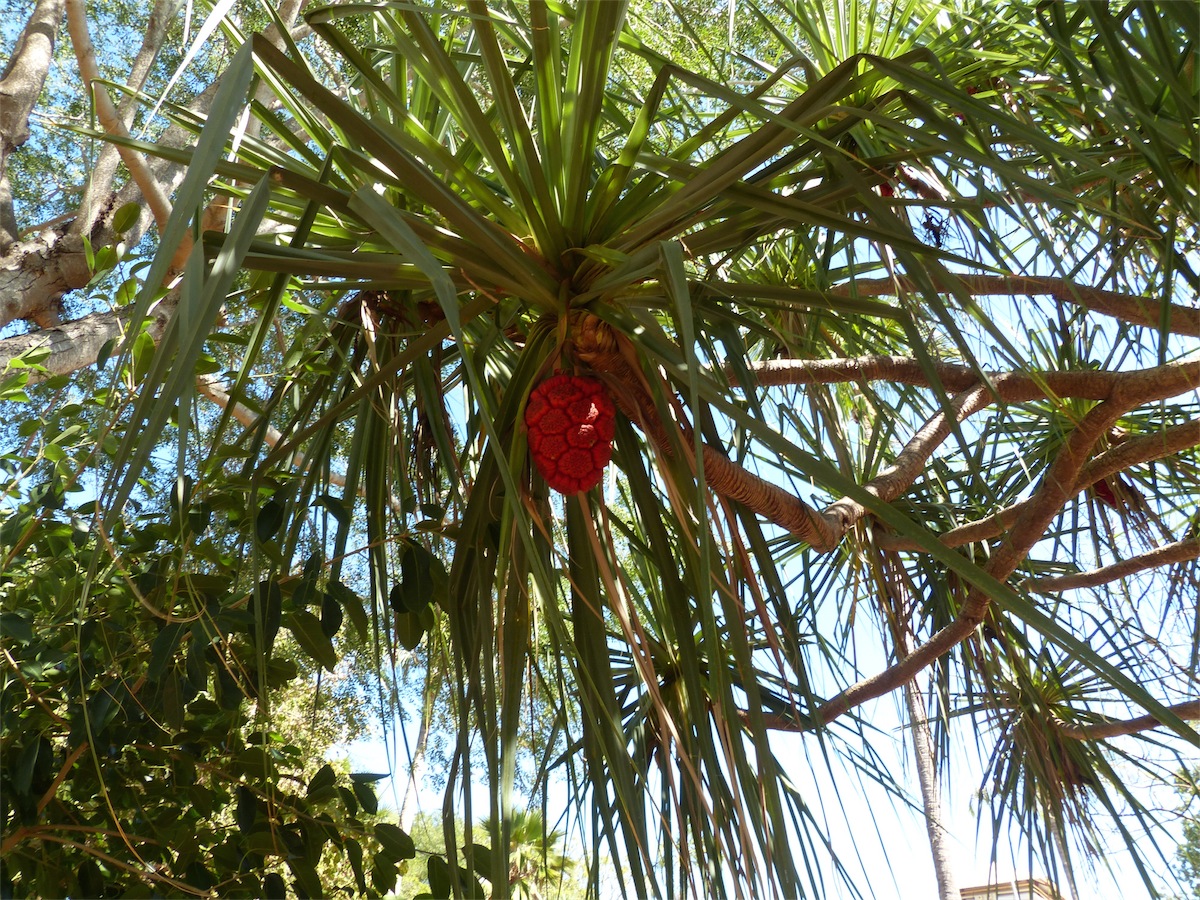 palm