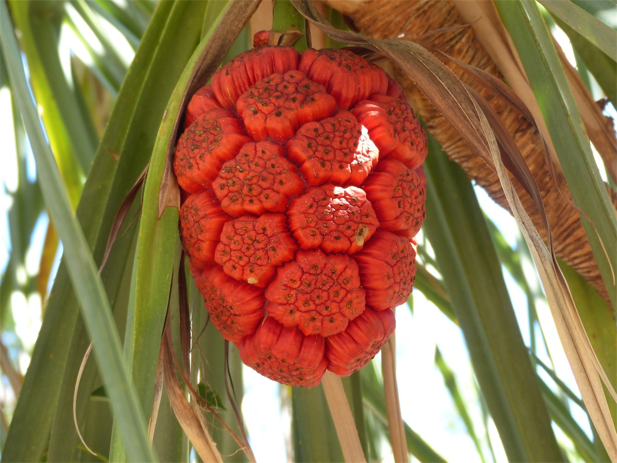 palm