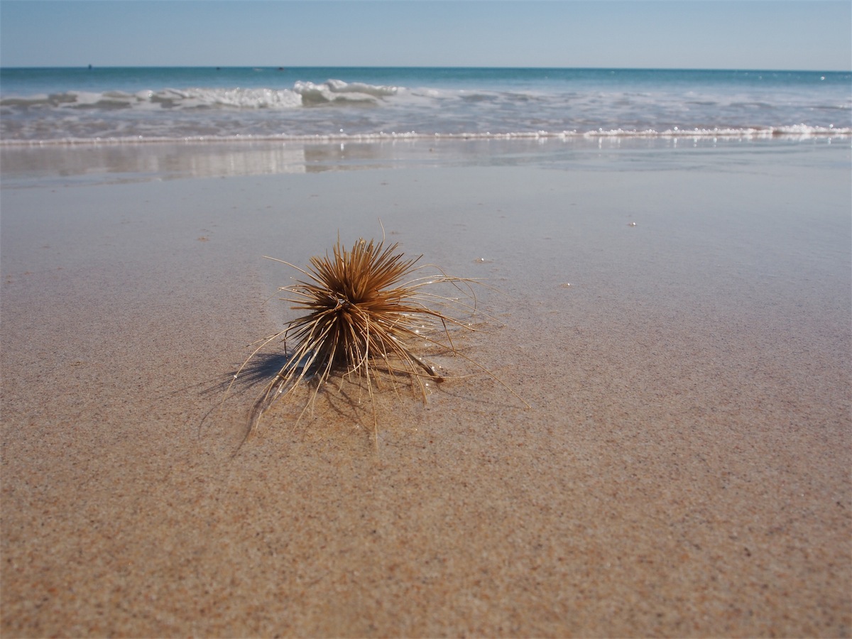 tumbleweed