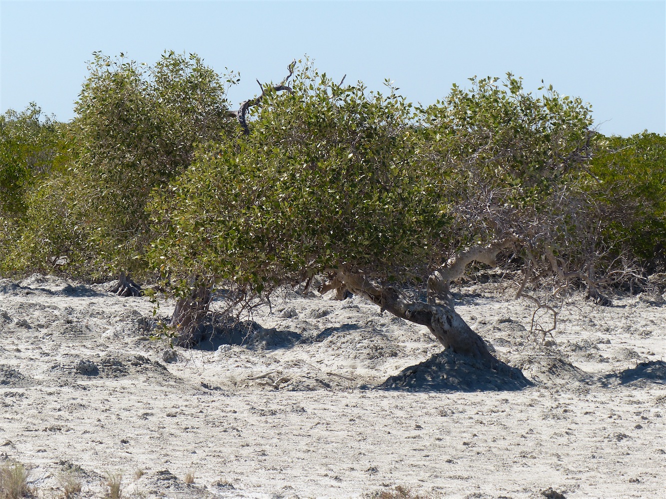 mangrove