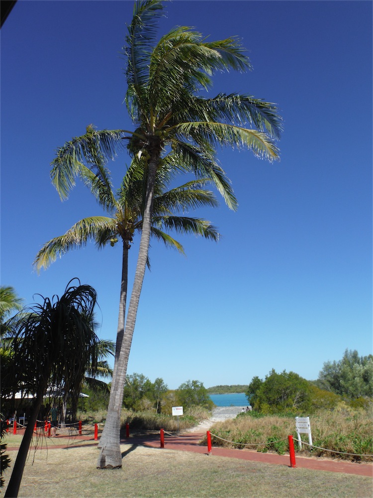 coconut