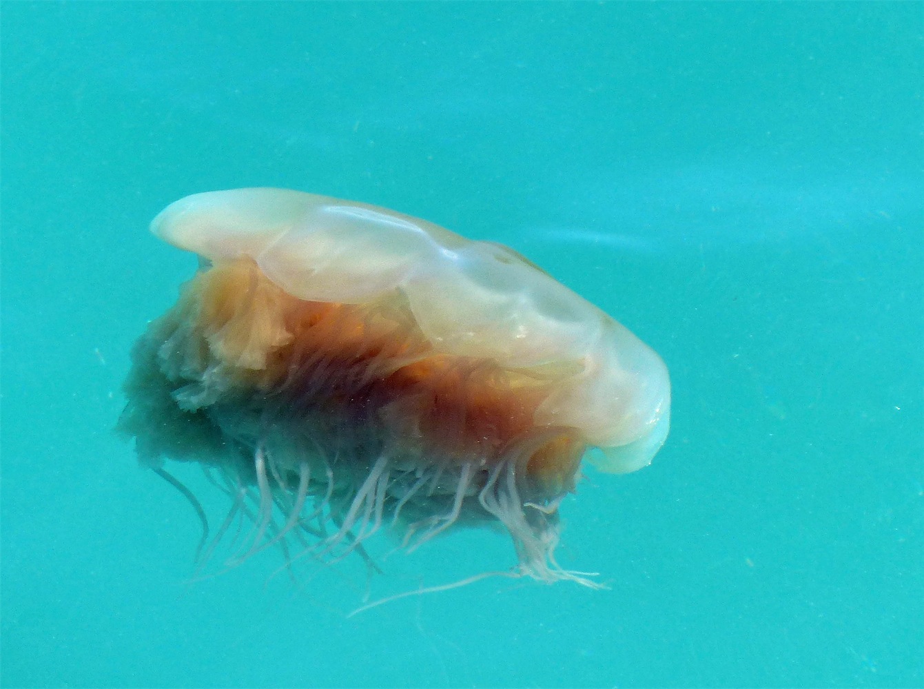 jellyfish