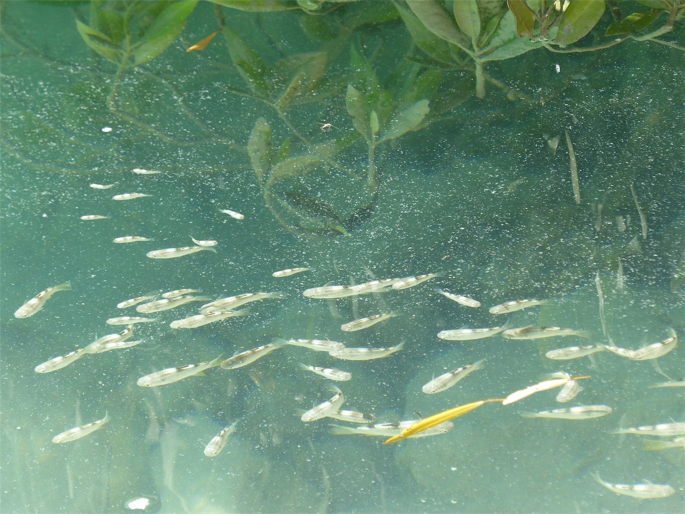 fish