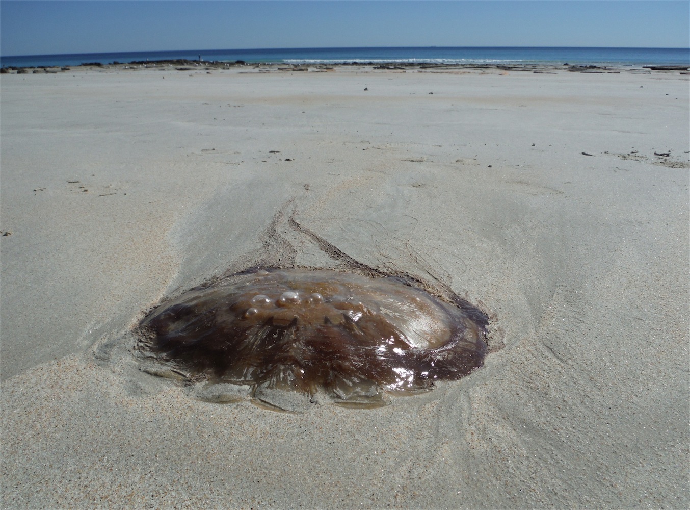 jellyfish