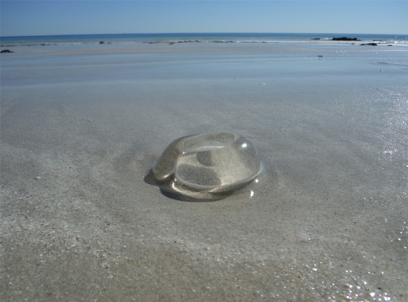 jellyfish